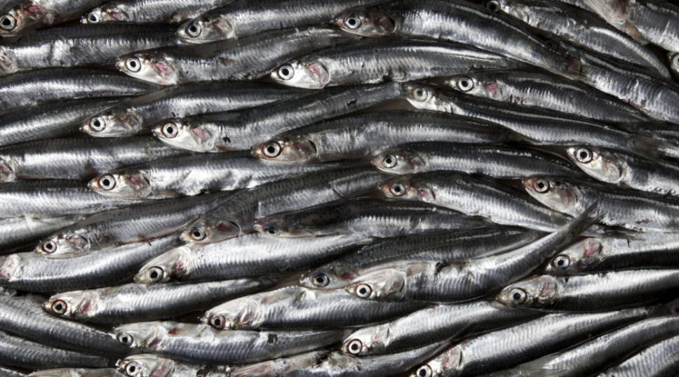 A Wine Bar Devoted to Anchovies Will Open in SF This Spring