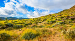 Anza Borrego Super Bloom