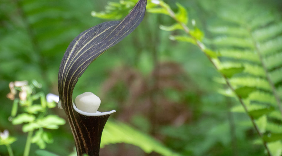 Plant These Fall Bulbs for the Most Spring Blooms Sunset