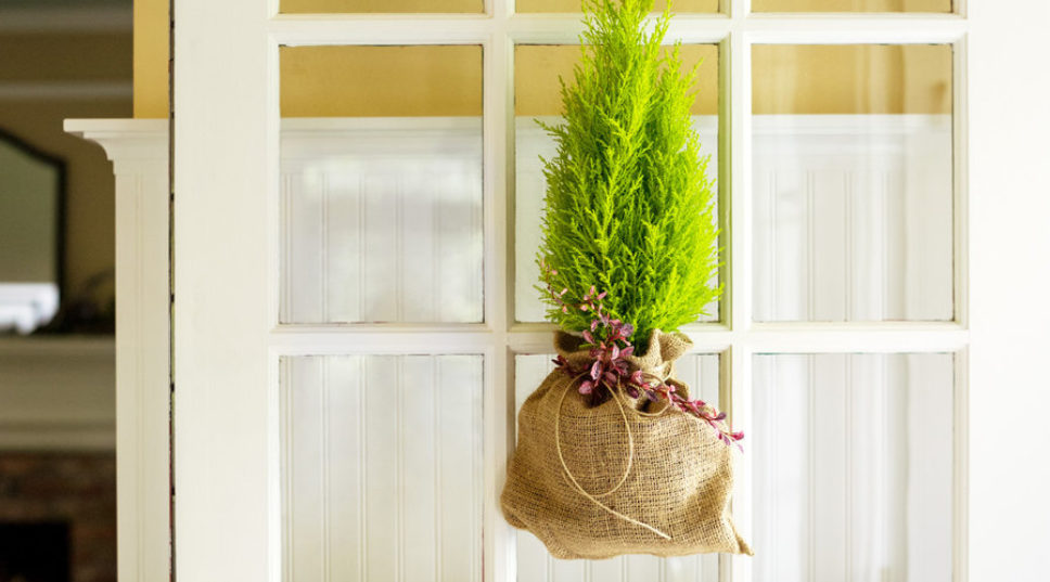 These Plants Make Excellent Gifts, Even for Non-Green Thumbs