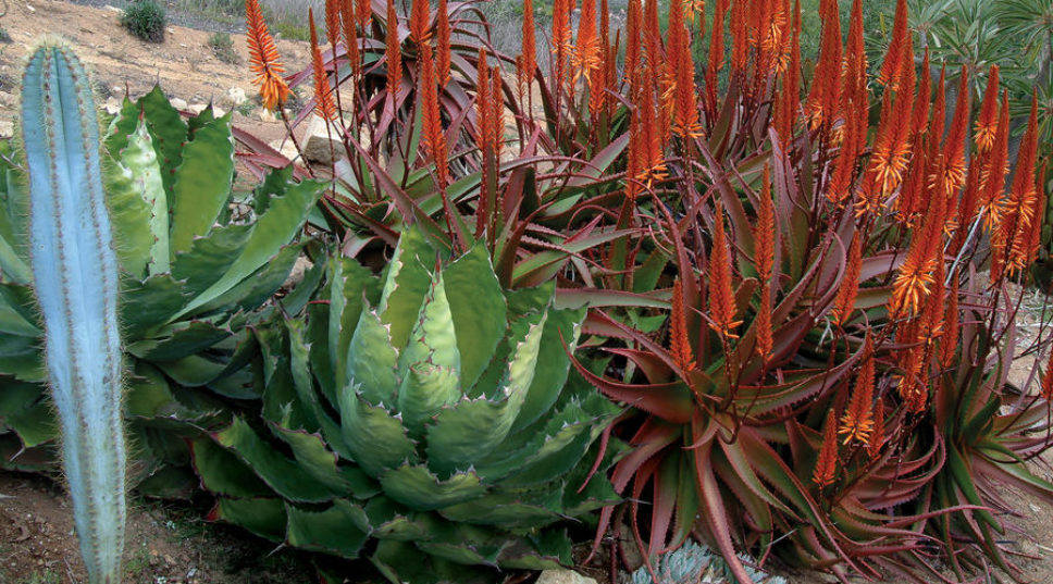 Agaves: Living Sculptures