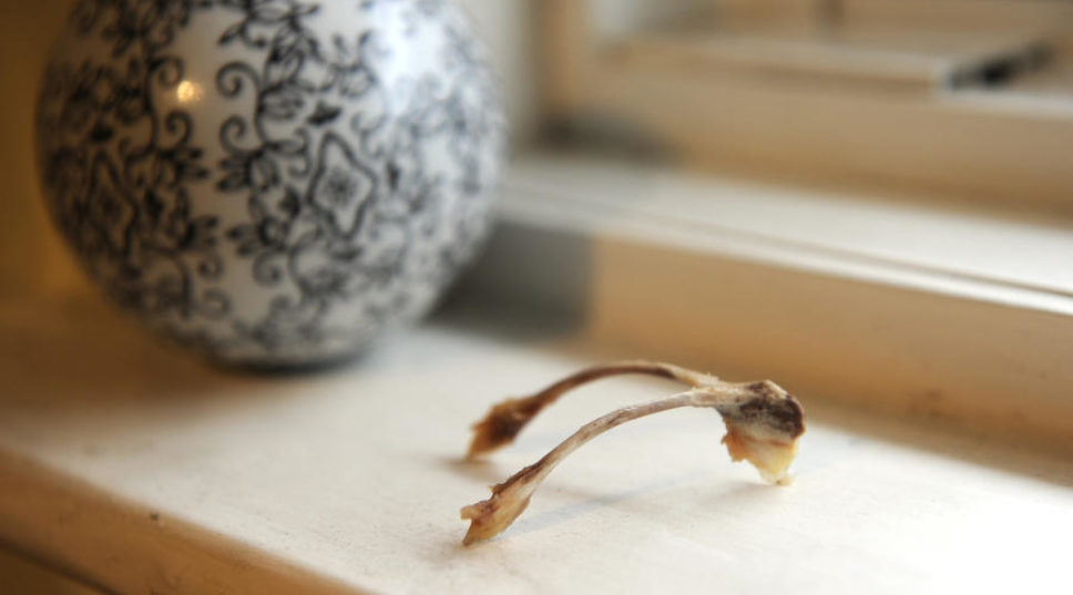 Why We Break the Wishbone on Thanksgiving