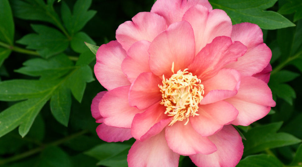 These 29 Peonies Are Practically Perfect in Every Way