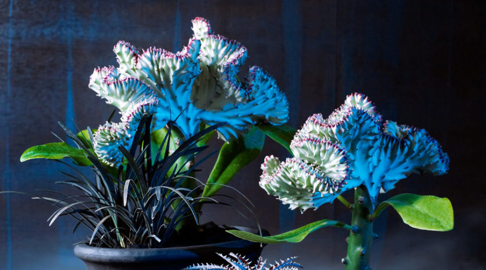 Freaky & Haunting Plants That Will Get You in the Mood for Halloween