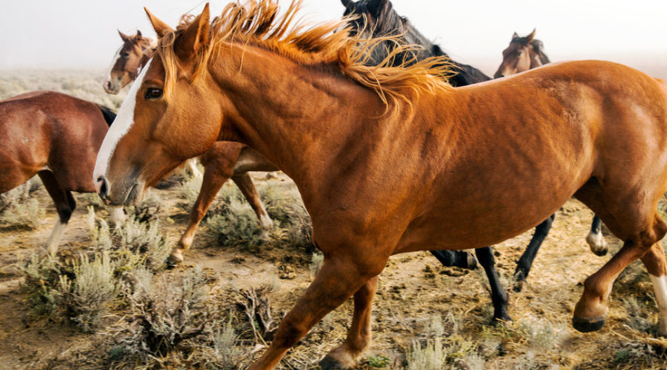 Fate of Wild Horses in Limbo as Overgrazing, Drought Decimate the West