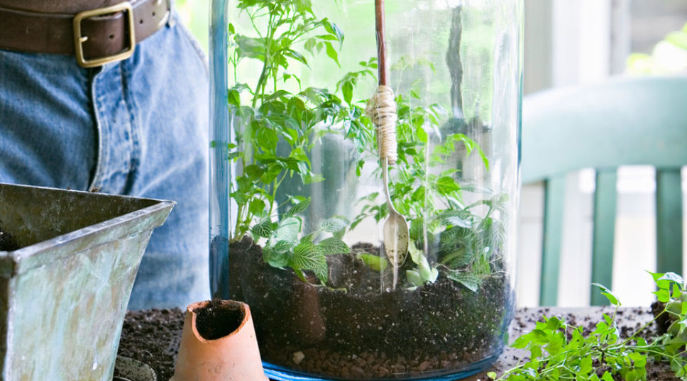 The Best Terrarium Plants For Your Garden Under Glass
