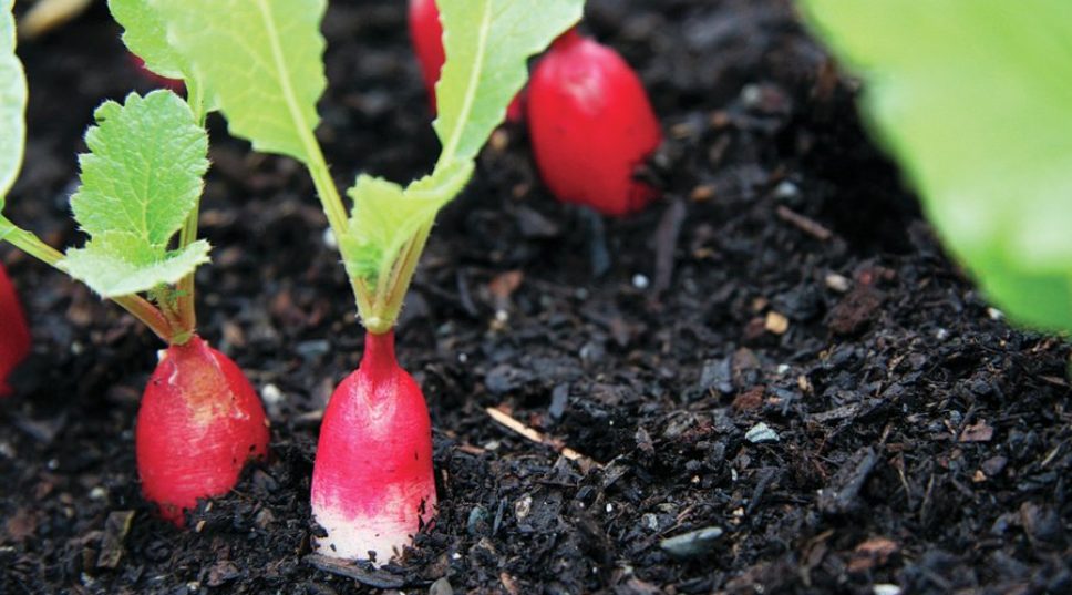 Grow These Fruits and Vegetables in Your Garden