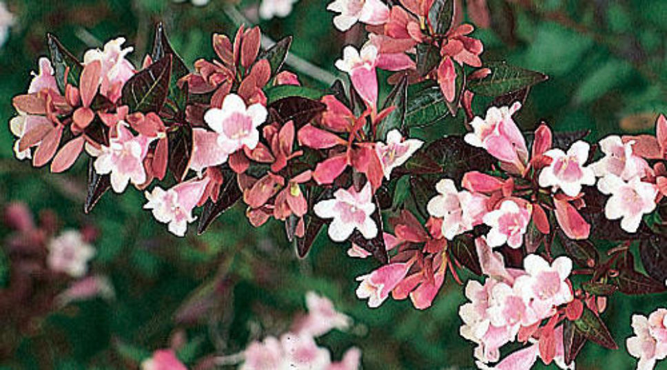 Abelia x grandiflora
