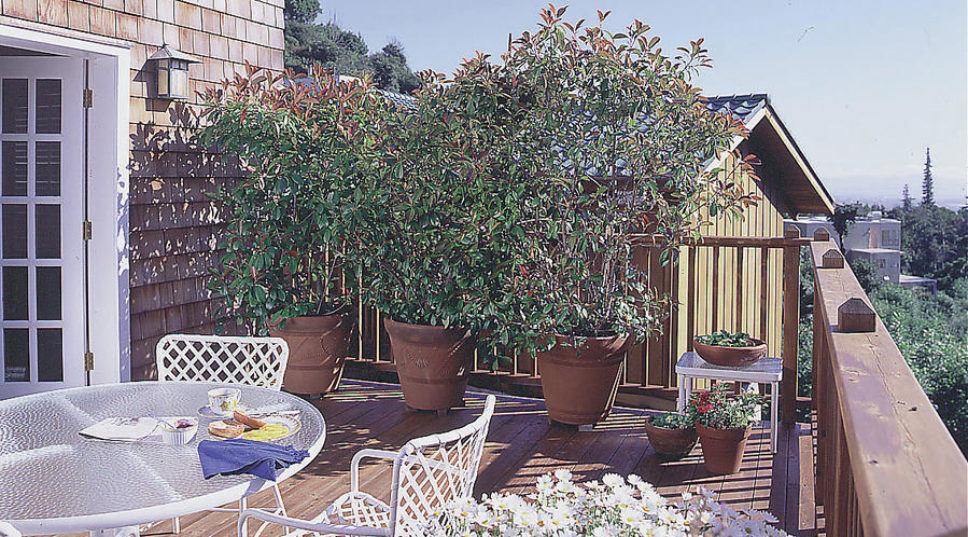 Privacy, with Plants