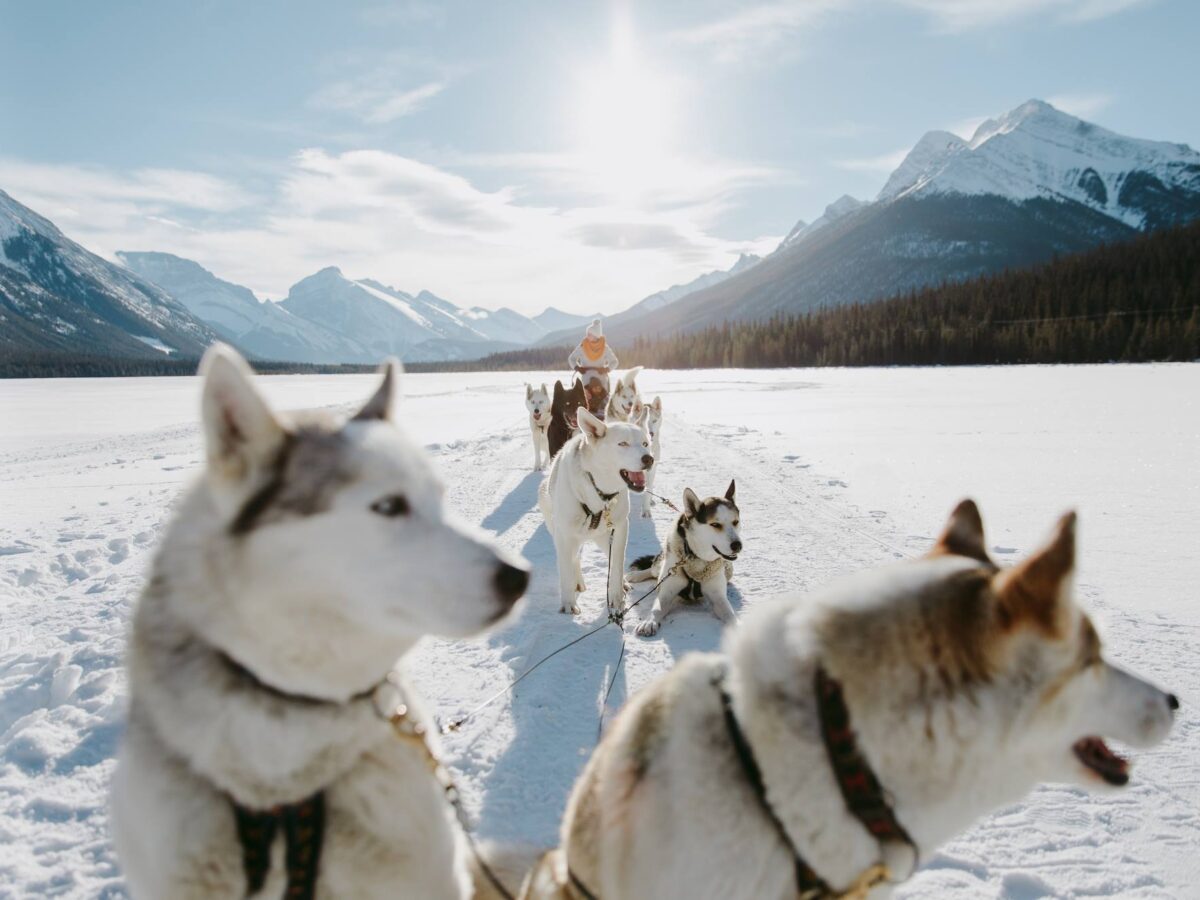 Snowy Owl Sled Dog Tours