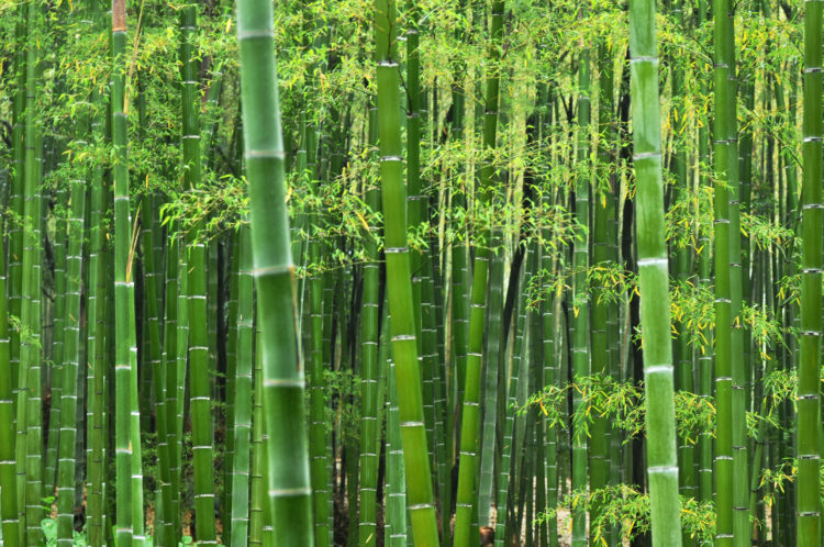 bamboo