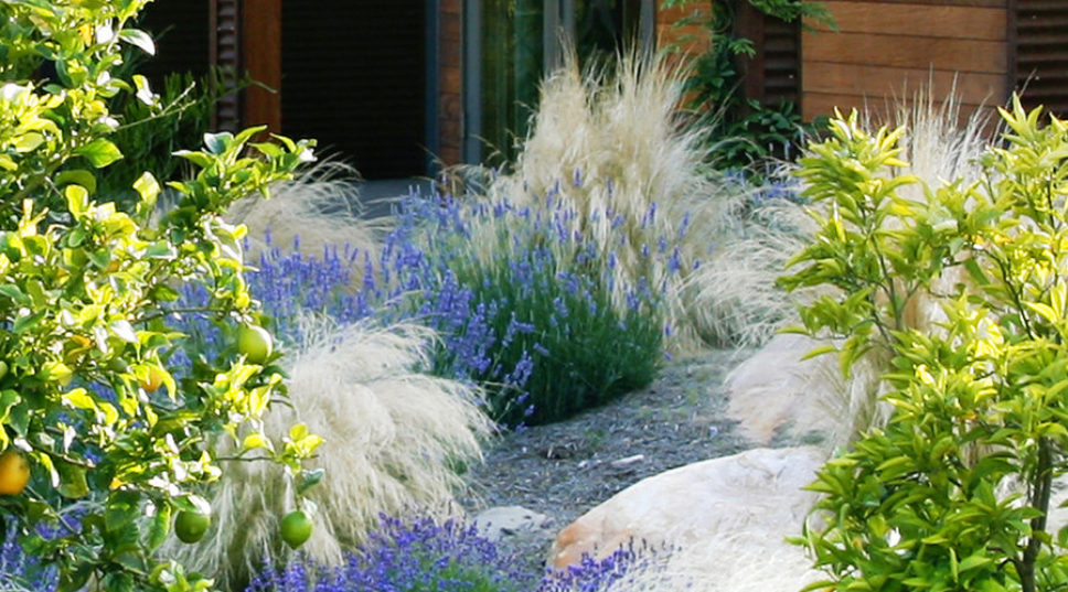 How to Fight Drought, Make Every Drop of Water Count, and Keep Your Plants Alive—and Thriving