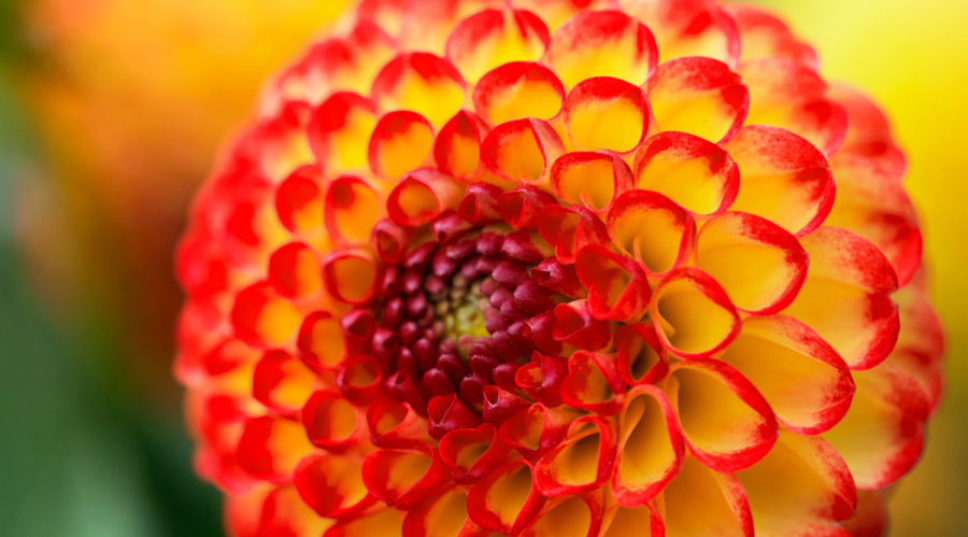 Gorgeous Annual Flowers That Add a Burst of Color to Your Fall Garden