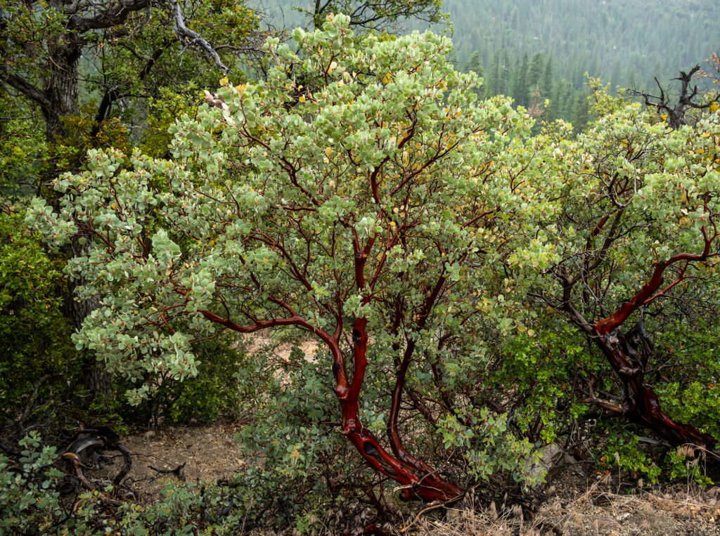 Manzanita Tree in Kings Canyon