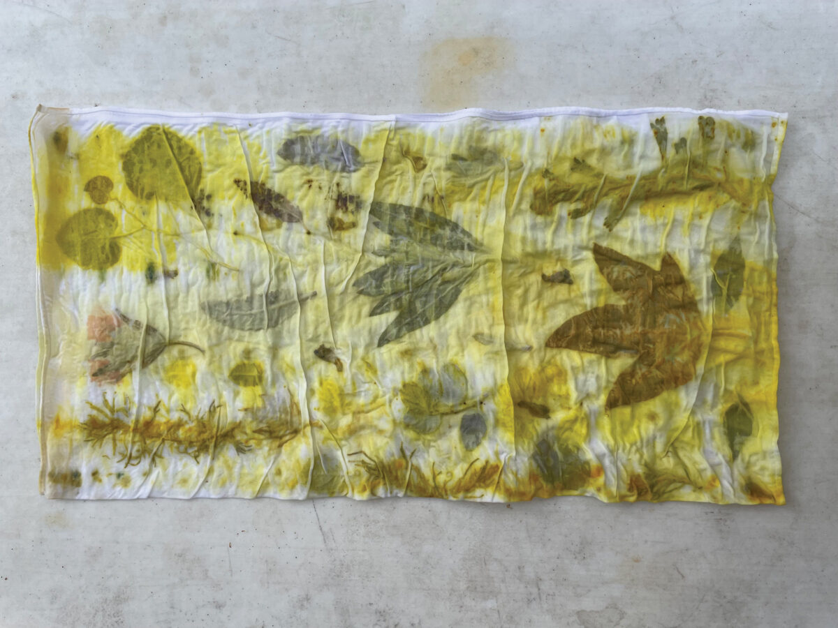 Green Leaves Used in Dye Project