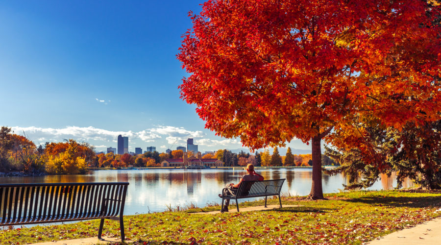 Man sitting on bench at park in front of lake with red elm trees in Denver, one of the best places for fall foliage in the city,