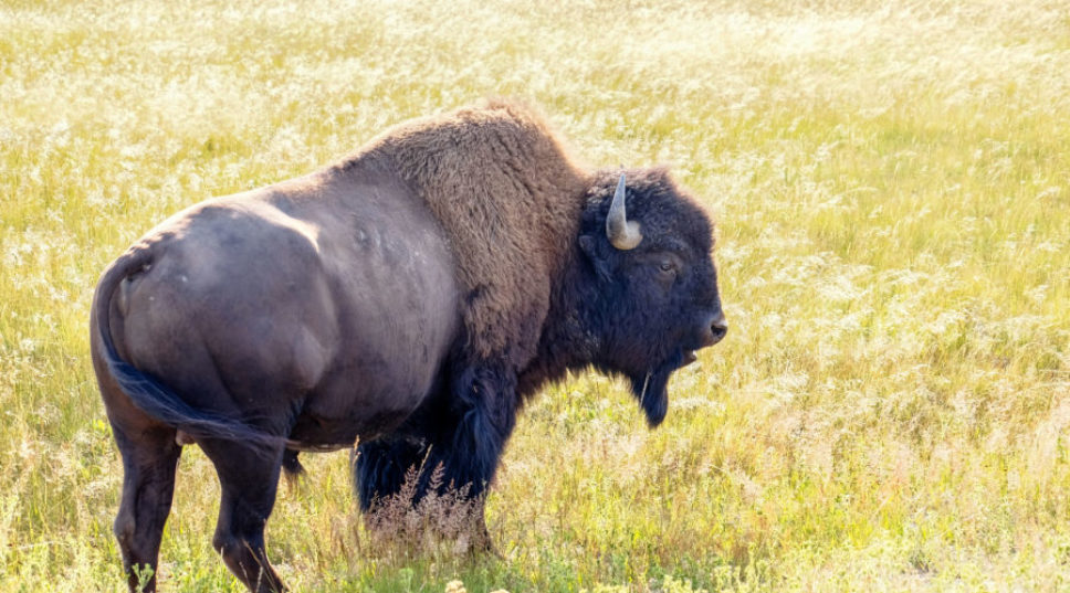Tourist Caught on Camera Petting a Bison at Yellowstone After Being Told ‘Don’t Do It’