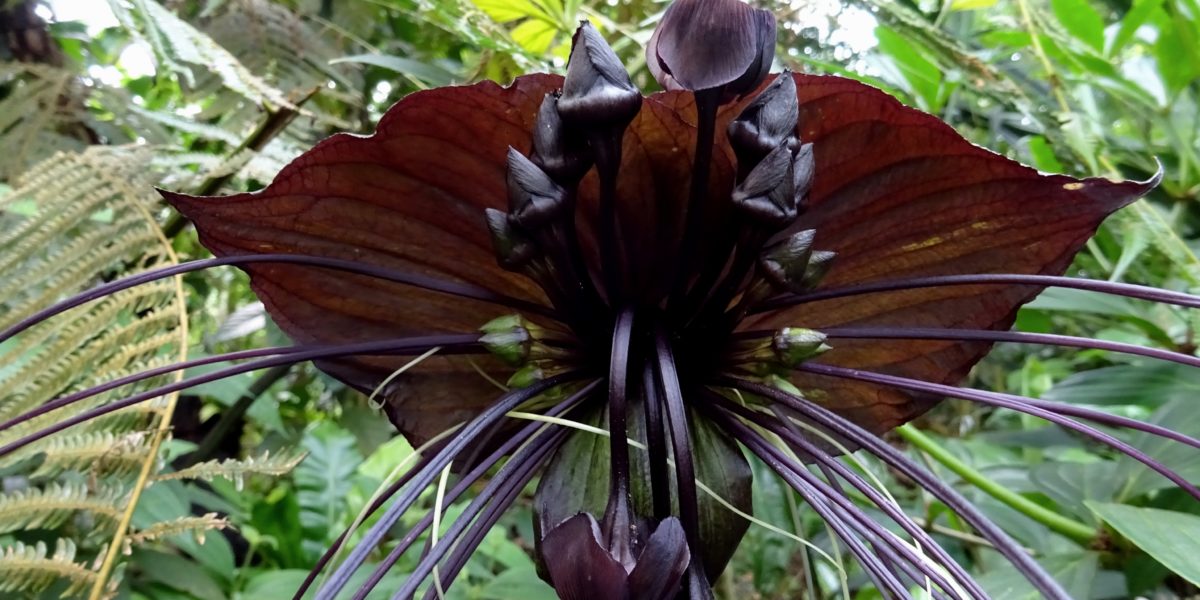 Stunning Black Flowers to Add a Dramatic Mood to Your Garden - Sunset