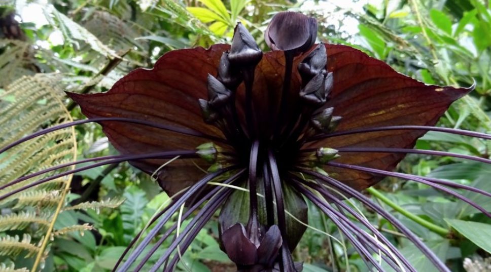 Goth up Your Garden with These Gorgeous Black Flowers