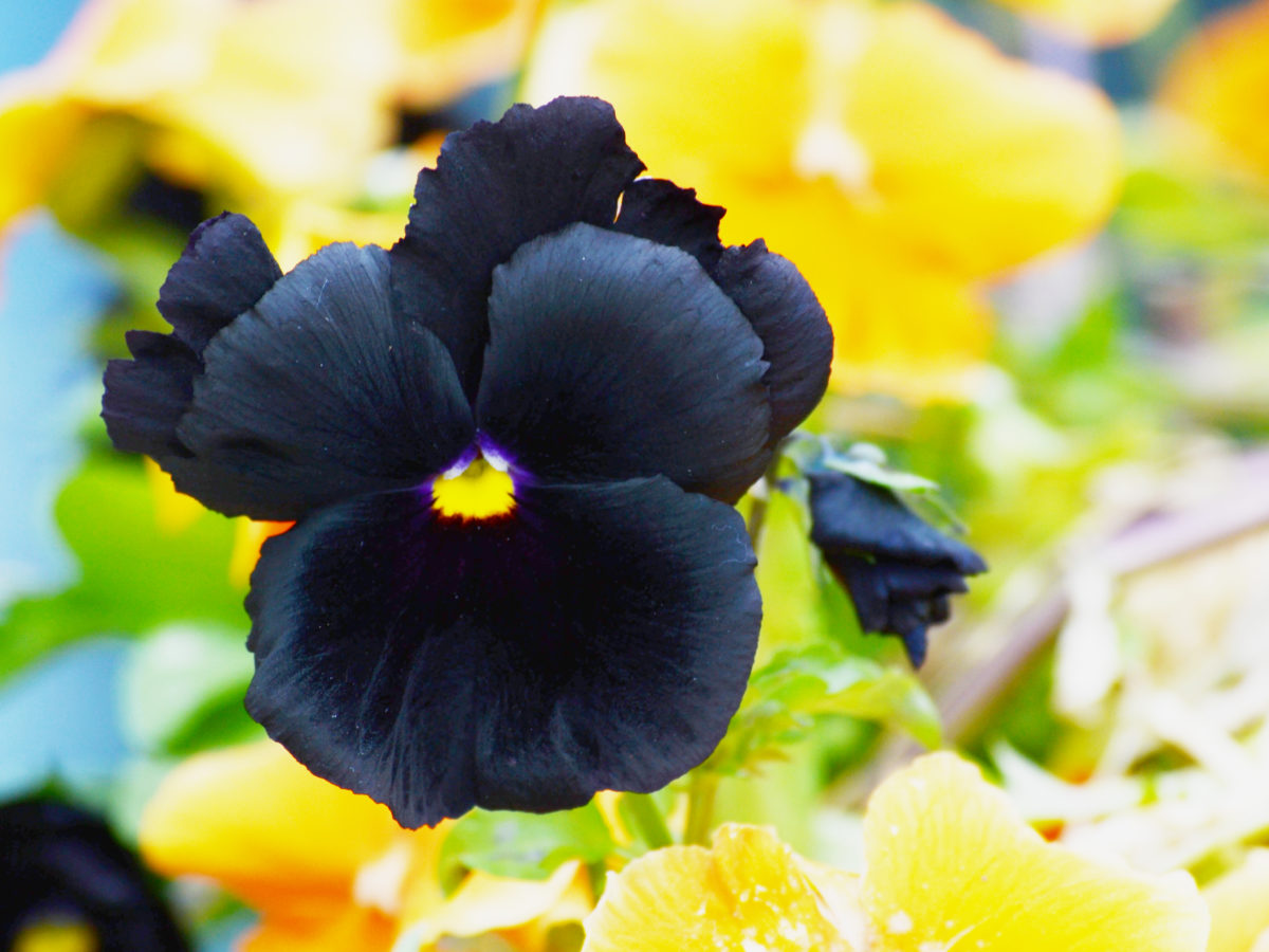 black flowers