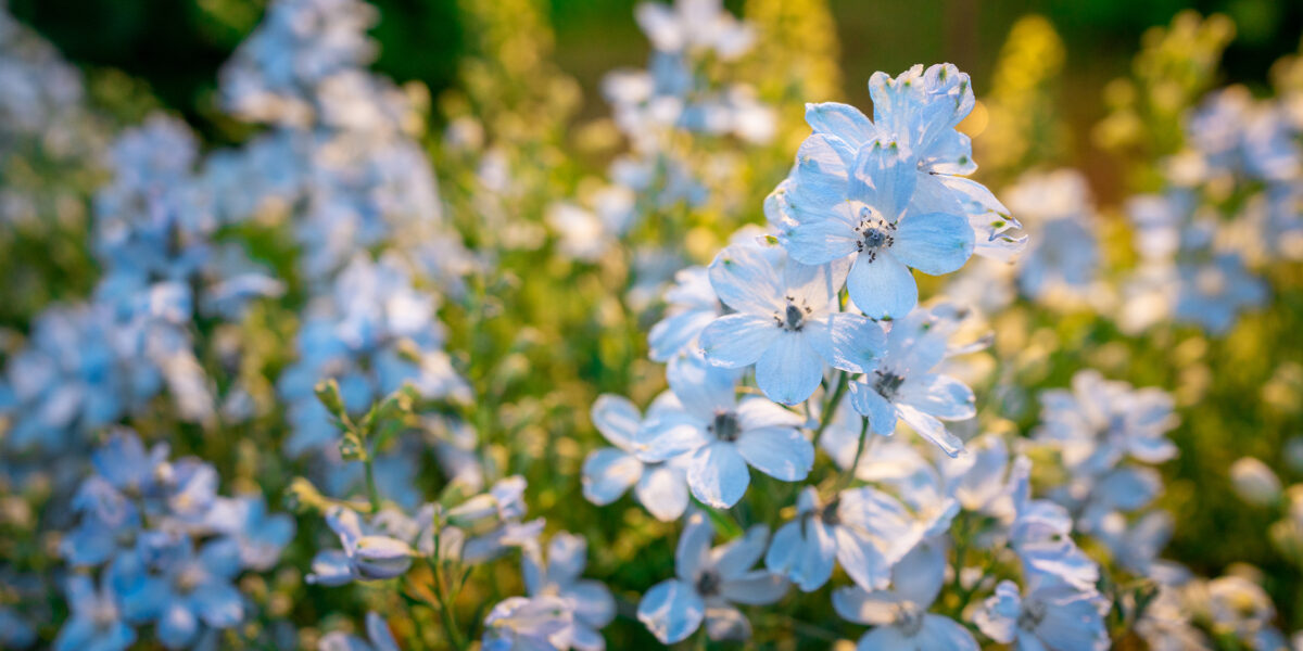 Blue Delphinium