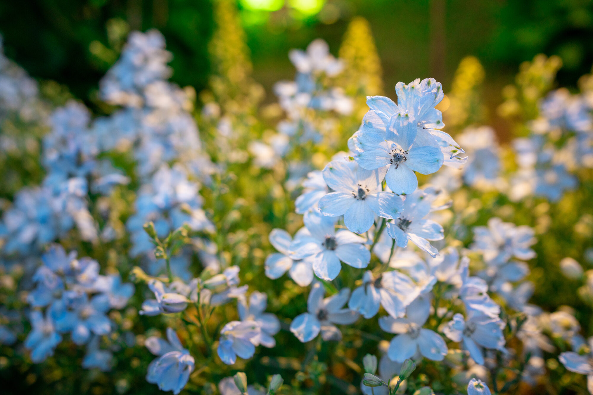 This Calm Luxury Plant is the Flower of the Year – Sunset Magazine