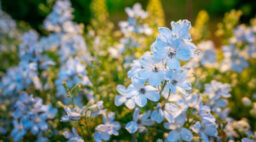 Blue Delphinium