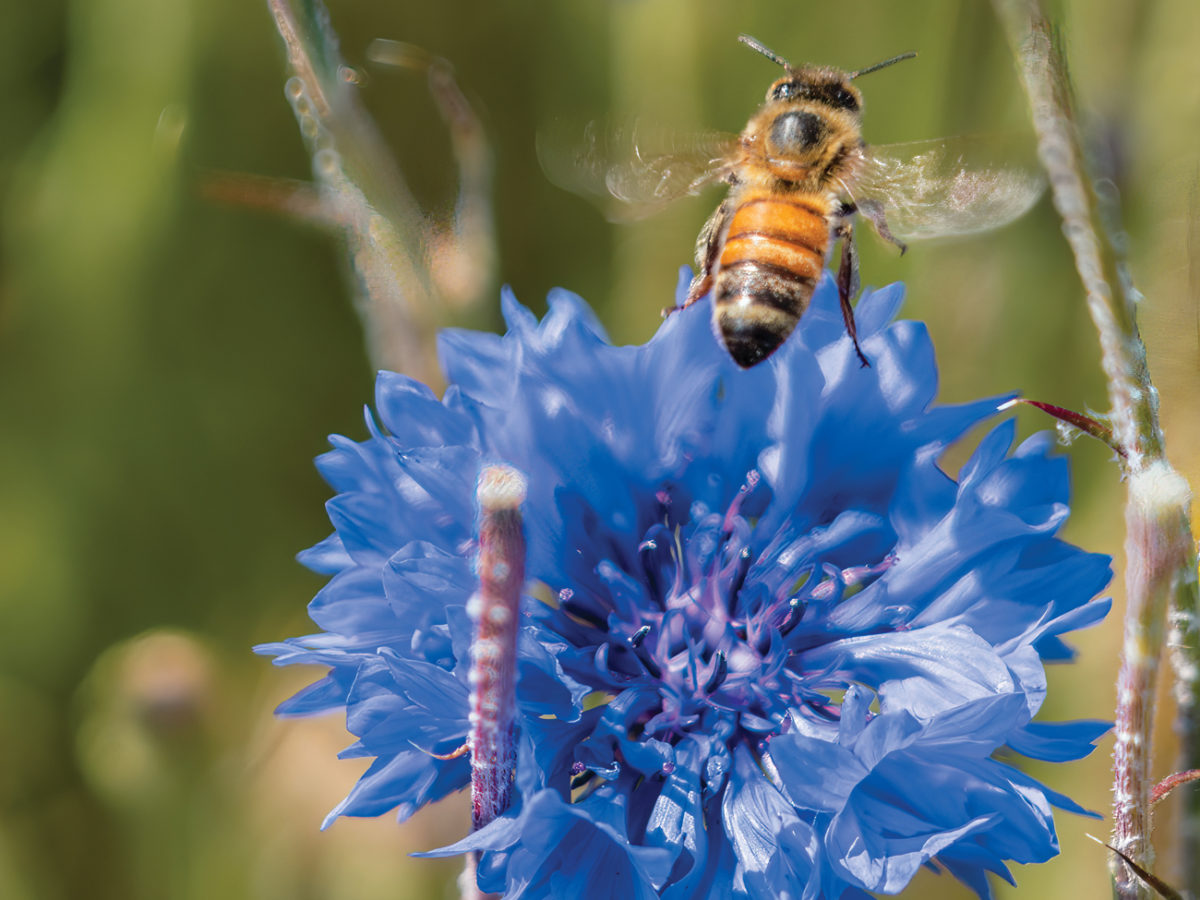 Pollinator Bee