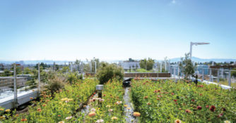 Rooftop Garden with San Francisco Skyline