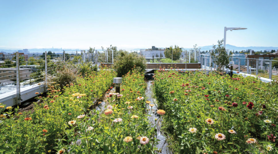 This Stunning Secret Flower Farm Grows Across 15 Apartment Rooftops