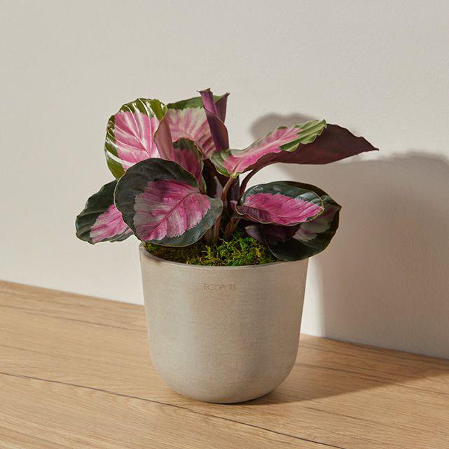 The Bouqs Rosie Calathea