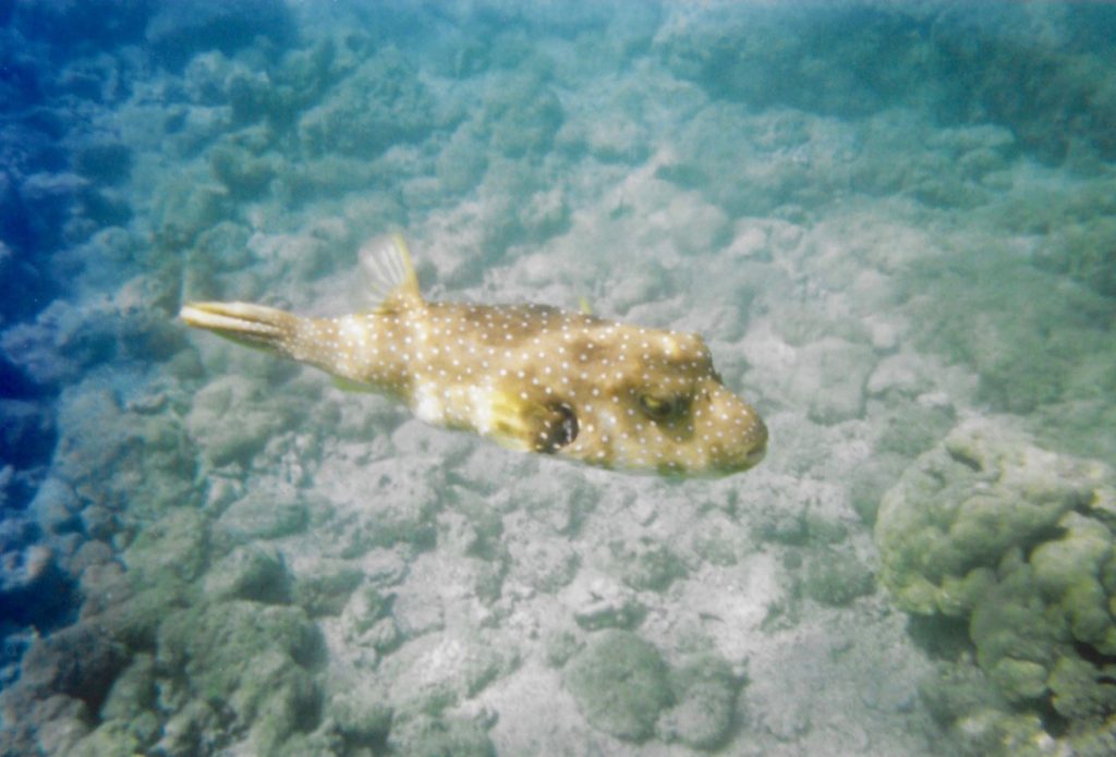 Pufferfish Big Island