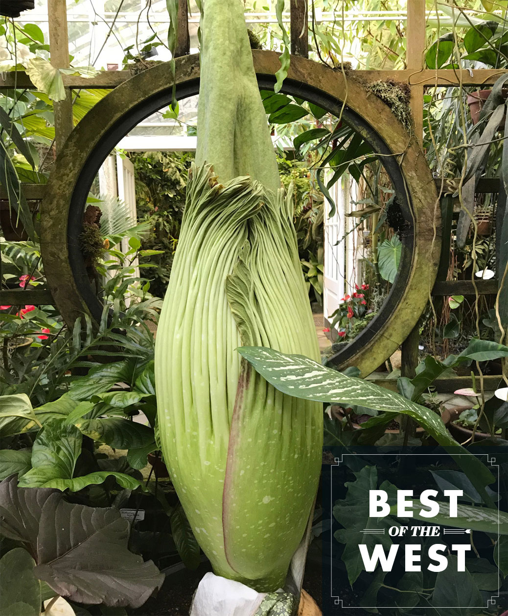 Sniff This Flower If You Dare Spot That Wolf And 5 More Things To See Do This Week Sunset Magazine