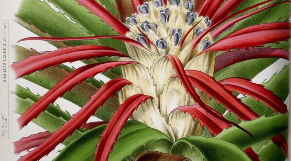 These Vintage Botanical Illustrations Will Have You Gaping in Wonder