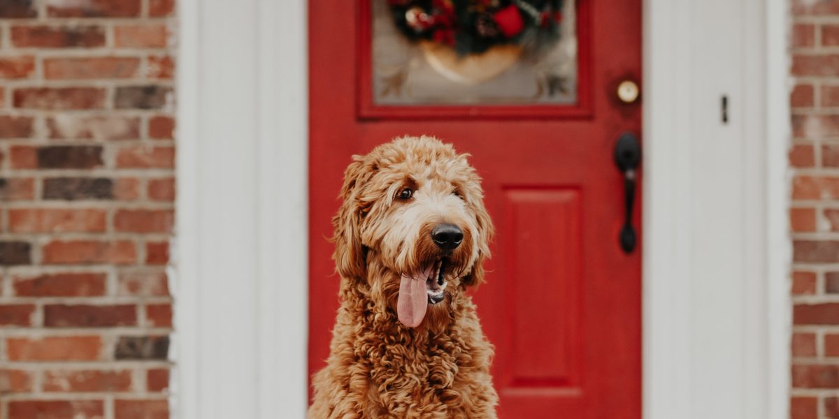 Gifts for Pets and Their People