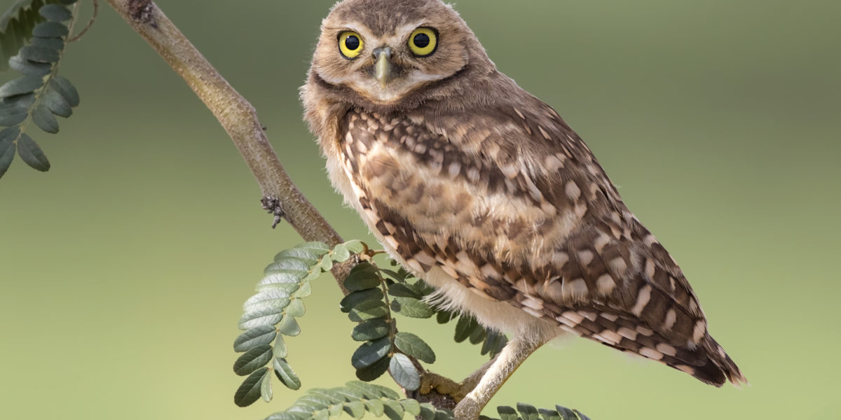Burrowing Owlet