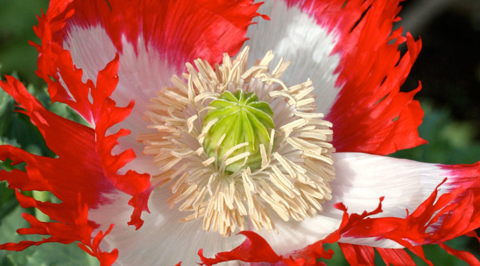 10 Popular Poppies