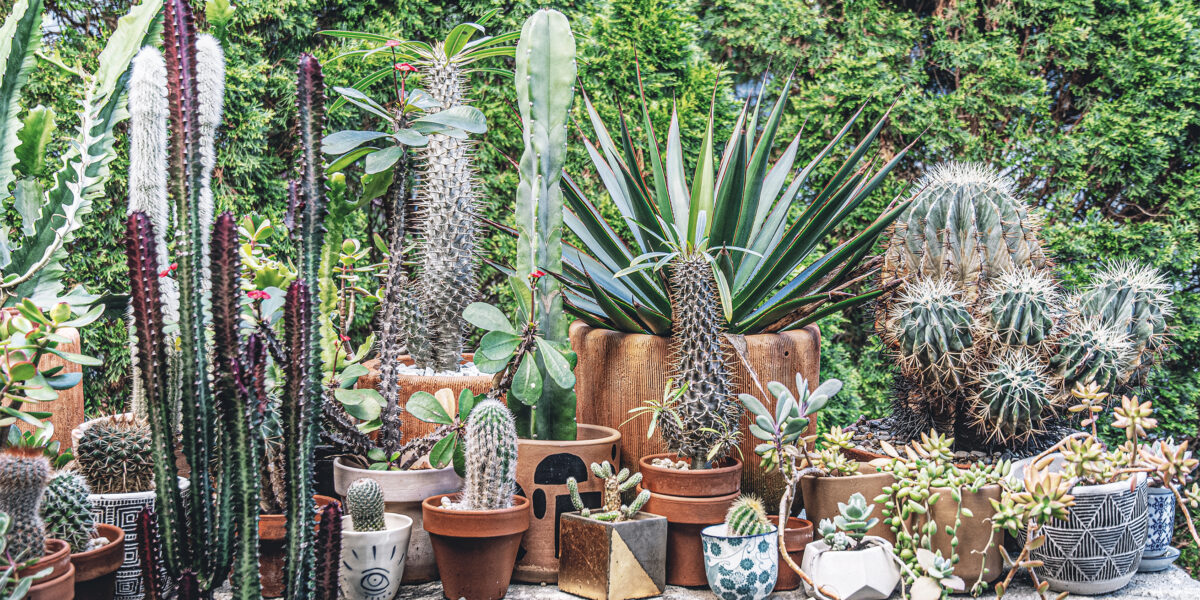 Cacti and Succulents in Living Wild by Hilton Carter