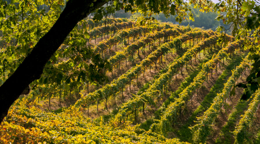Hillside vineyard, El Dorado County, near Placerville, California