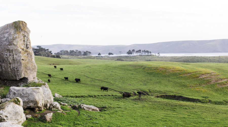 Cows grazing in a field with the ocean behind in Tomales Bay