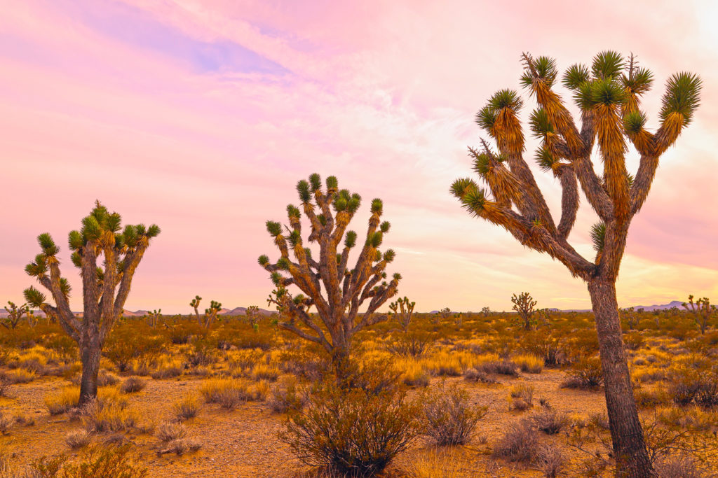 Joshua trees at sunset in Mojave Desert National Preserve.