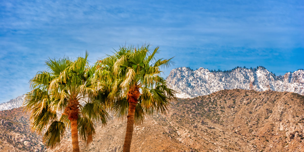 Two palm trees and San Jacinto mountains in the background. The picture was taken in Palm Springs, California, in winter.