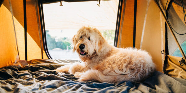 These Pet-Friendly Cities Have the Best Dog Parks in the West