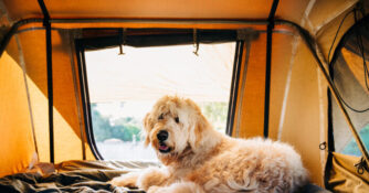 Camping with Dog