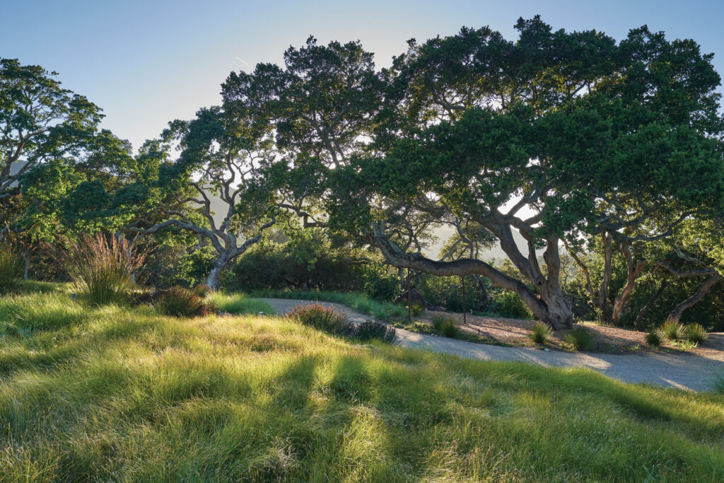 Carmel California Ranch Landscaping