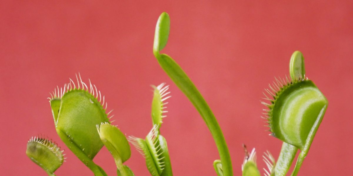 The Carnivorous Plant That's Taking Over TikTok -- and Its Hungry Friends