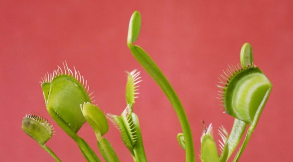 The Carnivorous Plant That's Taking Over TikTok—and Five of its Hungry Friends