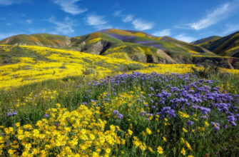 Carrizo Plain National Monument Flowers