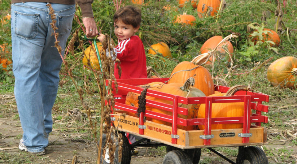 14 Fall-Tastic Pumpkin Patches and Corn Mazes in the West