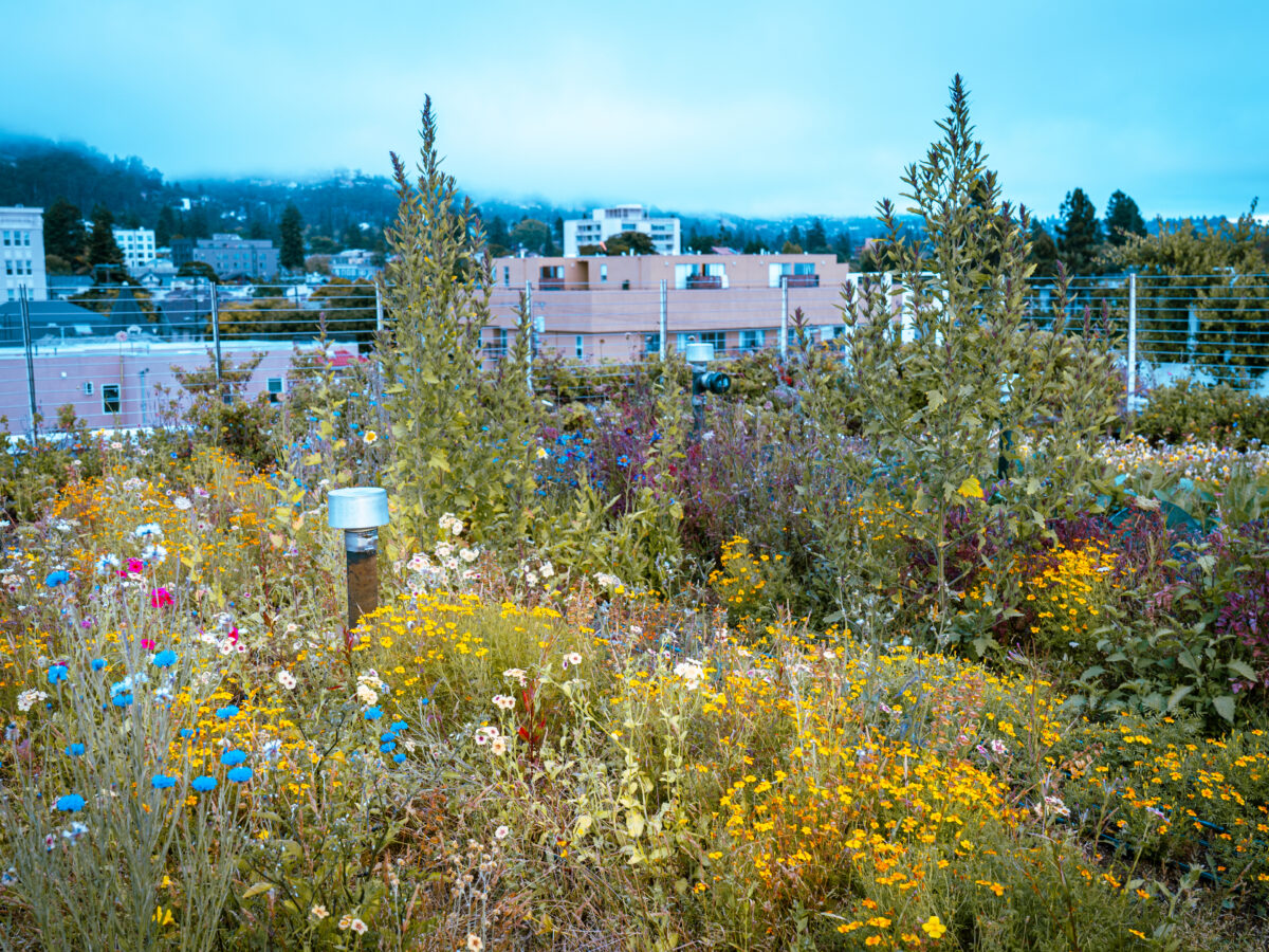 Rooftop Garden